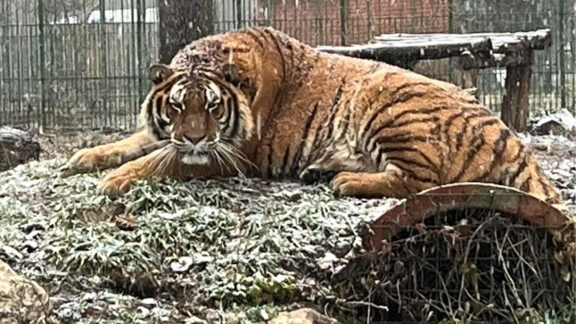 A tiger at Pitesti Zoo in Romania