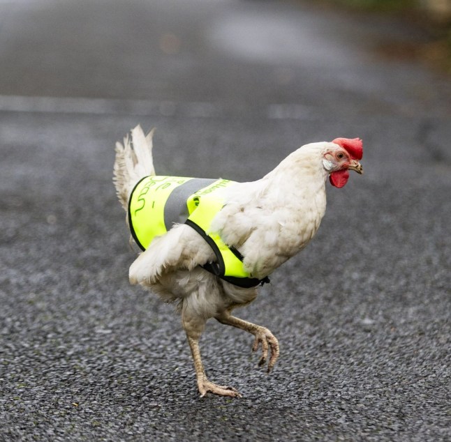 Rescue chicken, Billie Jean, roams the roads in Cam near Dursley, Gloucestershire, while wearing her high vis jacket, December 18 2024. A chicken that loves to wander about has been given a high vis jacket - to help it cross the road. Billie Jean, the solitary rescue chicken, roams around the roads by her home at The Railway Inn at Cam near Dursley in Gloucestershire. But landlady Sharron Brimble said their loving animal, who is well-known with the regulars, has begun to 'wonder a little bit further afield than the garden' as of late. So they decided to get a special high viz jacket - to ensure drivers are made aware of Billie Jean when she goes on her adventures. Sharron explained: "We've had a few comments on Facebook saying that they were worried about Billie Jean crossing the road.