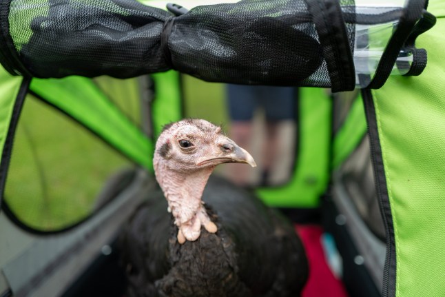 Dave Brooker with his pet turkey T2. Dave is doing a park run on Christmas day with his pet turkey. An animal lover will try to convince people to go vegetarian this festive season - by taking his pet turkey to a Christmas Day Parkrun. Those out for a festive 5k run in Maidstone, Kent, will be shocked to see the animal following them in a buggy pushed by Dave Brooker this year before heading home to tuck into their Christmas dinners. The 58-year-old takes his beloved pet turkey Trouble Version Two, or T2 for short, everywhere with him - including to the pub and dentist. Locals in Maidstone are often baffled as they see Mr Brooker sat alongside T2 in his car when they stop at traffic lights, or when he feeds her her favourite snack - the meat from a scotch egg - in the middle of a Tesco's car park.