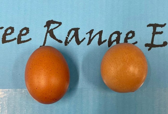The spherical shaped egg (R) next to a traditional shaped egg (L). Release date - January 17, 2025. A rare 'perfectly spherical' egg was found on a farm - and could fetch up to ?200 at an auction sale. Egg processer Ali Greene was working at a shift when she saw one egg "moving differently" on the conveyor belt. The woman who works for Fenton Farm Eggs in Devon found that the chances to find a round egg are "one in a billion". After doing some research she found out that in the past a round egg was sold for ?200. And she is now hoping to sell the egg found in the farm at an auction sale in Exeter on March 18 raise funds for a charity.