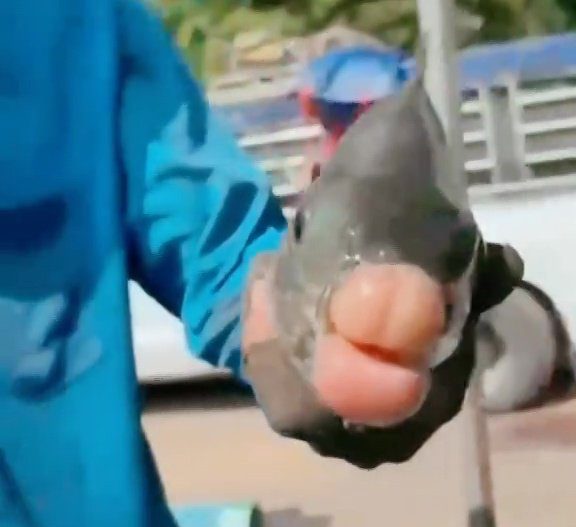 Anglers baffled after reeling in fish with giant 'filler lips'