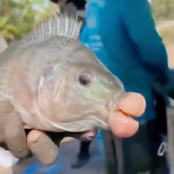 Anglers baffled after reeling in fish with giant 'filler lips'