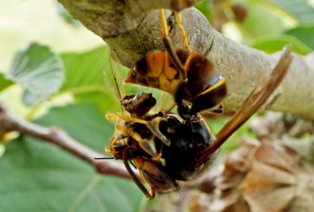**ONLINE EMBARGO 12.00 GMT, MARCH 4, 2025** An Asian hornet dismembering a honey bee. Release date ??? March 4, 2025. Hungry Asian hornets are devouring more than 1,400 different native species across Britain and Europe, reveals new research. Scientists found evidence of hundreds of different types of prey - including bees, wasps, flies, beetles, butterflies, moths and spiders - in the guts of the voracious invasive species. They say their findings, published in the journal Science of The Total Environment, highlights the "threat" posed by Asian hornets to bees and other native British insects. University of Exeter researchers tested Asian hornet samples from France, Spain, Jersey and the UK throughout the hornet???s active season. Although the European honey bee was the most common species found in the hornets ??? appearing in all sampled nests and almost all larvae within those nests ??? the research team found their diet is a lot broader. Asian hornets are now found in much of western Europe.