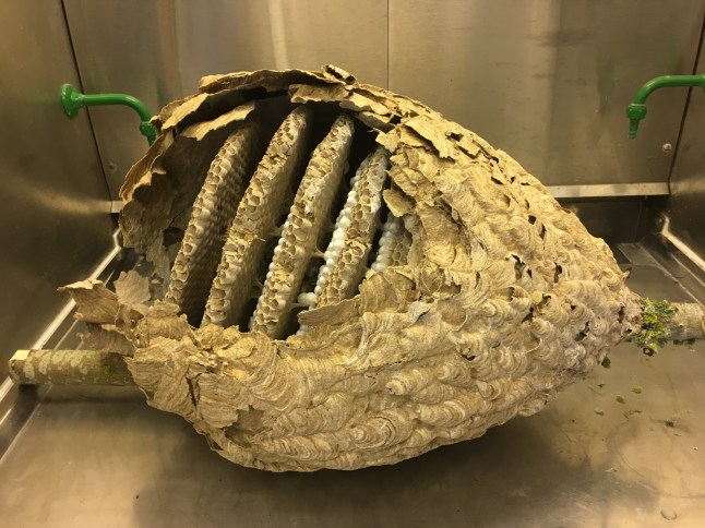 **VIDEO AVAILABLE. CONTACT INFO@COVERMG.COM TO RECEIVE.** A study on Asian hornets has revealed the presence of 1,400 different species in their digestive systems. Researchers from the University of Exeter examined Asian hornet samples collected from France, Spain, Jersey, and the UK throughout their active season. The hornets' diet included a diverse array of insects such as bees, wasps, flies, beetles, butterflies, moths, and spiders. While the European honey bee was the most frequently detected species???found in every sampled nest and nearly all larvae within them???the study confirmed that their diet extends far beyond just honey bees. Asian hornets, an invasive species, have spread across much of western Europe. Authorities in the UK work to control their presence by destroying nests each year. ???Asian hornets are known to prey on honey bees, but until now the full range of their diet hasn???t been tested,??? said lead author Siffreya Pedersen. ???The diet varied strongly over the seasons and between regions, showing that they are highly flexible predators. ???Most insect populations are in decline due to factors such as habitat destruction and chemical pollution. The expanding area inhabited by Asian hornets poses an extra threat.??? The study employed deep sequencing to analyse the gut contents of over 1,500 Asian hornet larvae, which consume food provided by adult hornets. Among the top 50 identified prey species, 43 are known to visit flowers. These included Europe???s three main crop pollinators: the European honey bee, the buff-tailed bumblebee, and the red-tailed bumblebee. ???Insects play vital roles in enabling ecosystems to function ??? including pollination, decomposition and pest control,??? Pedersen noted. ???Our study provides important additional evidence of the threat posed by Asian hornets as they spread across Europe,??? added Dr. Peter Kennedy from Exeter???s Environment and Sustainability Institute. The researchers identified 1,449 ???operational taxonomic units??? in the hornet larvae's digestive tracts. While over half were identified as specific species, many remained unidentified, leaving the total number of species uncertain. The research was supported by the Biotechnology and Biological Sciences Research Council (BBSRC) and the British Beekeepers Association. Samples for the study were provided by the Jersey Asian Hornet Group, INRAe, the University of Vigo, and DEFRA. The findings are published in *Science of the Total Environment* under the title: ???Broad ecological threats of an invasive hornet revealed through a deep sequencing approach.??? Featuring: An Asian hornet nest When: 04 Mar 2025 Credit: Peter John Kennedy/Cover Images **All usages and enquiries, please contact info@cover-images.com - +44 (0)20 3397 3000EDITORIAL USE ONLY. MATERIALS ONLY TO BE USED IN CONJUNCTION WITH EDITORIAL STORY. THE USE OF THESE MATERIALS FOR ADVERTISING, MARKETING OR ANY OTHER COMMERCIAL PURPOSE IS STRICTLY PROHIBITED. MATERIAL COPYRIGHT REMAINS WITH STATED PHOTOGRAPHER AND/OR SUPPLIER.**