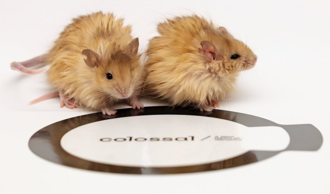 Colossal Creates the Colossal Woolly Mouse, Showcasing Breakthroughs in Multiplex Genome Editing and Trait Engineering on the Path to a Mammoth The Colossal Woolly Mouse expresses multiple mammoth-identified traits relevant to cold adaptation and provides a platform for validation of genome engineering targets