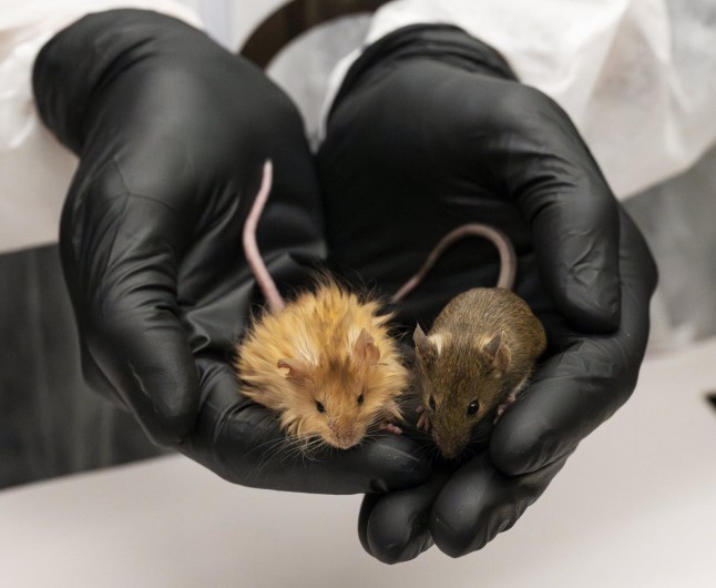 Colossal Creates the Colossal Woolly Mouse, Showcasing Breakthroughs in Multiplex Genome Editing and Trait Engineering on the Path to a Mammoth The Colossal Woolly Mouse expresses multiple mammoth-identified traits relevant to cold adaptation and provides a platform for validation of genome engineering targets