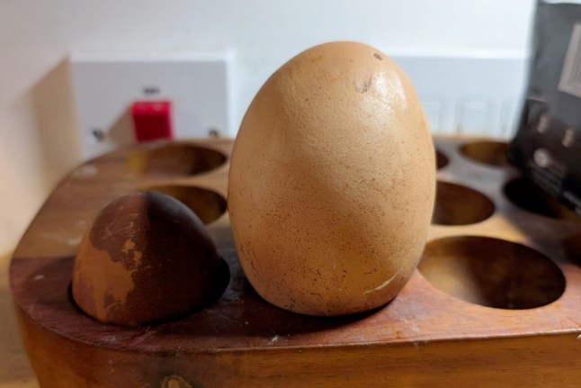 The massive egg laid by Gail the hen. A family were stunned when their chicken laid a massive egg - over three times the normal size. Release date ? March 7, 2025. Rob Griffin, 38, and his kids says hen Gail took five hours to lay the enormous egg. The dad-of-three from Newton Poppleford in Devon says the rare discovery was made by his eldest daughter Ruby, 12. The whopper weighed in at an incredible 175g, compared with Gail?s normal eggs which usually weigh around 50g. A ''Very Large'' supermarket egg is around 73g. Funny footage shows the family, including other daughters Elsie, 9, and Olive, 3, cracking open their rare find to discover another shell inside. The girls can be heard echoing their surprise by chanting "what" while their dad comments that instead of a double yolker they have a "double egger".
