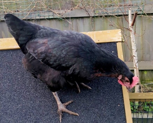 Gail the hen. A family were stunned when their chicken laid a massive egg - over three times the normal size. Release date ? March 7, 2025. Rob Griffin, 38, and his kids says hen Gail took five hours to lay the enormous egg. The dad-of-three from Newton Poppleford in Devon says the rare discovery was made by his eldest daughter Ruby, 12. The whopper weighed in at an incredible 175g, compared with Gail?s normal eggs which usually weigh around 50g. A ''Very Large'' supermarket egg is around 73g. Funny footage shows the family, including other daughters Elsie, 9, and Olive, 3, cracking open their rare find to discover another shell inside. The girls can be heard echoing their surprise by chanting "what" while their dad comments that instead of a double yolker they have a "double egger".