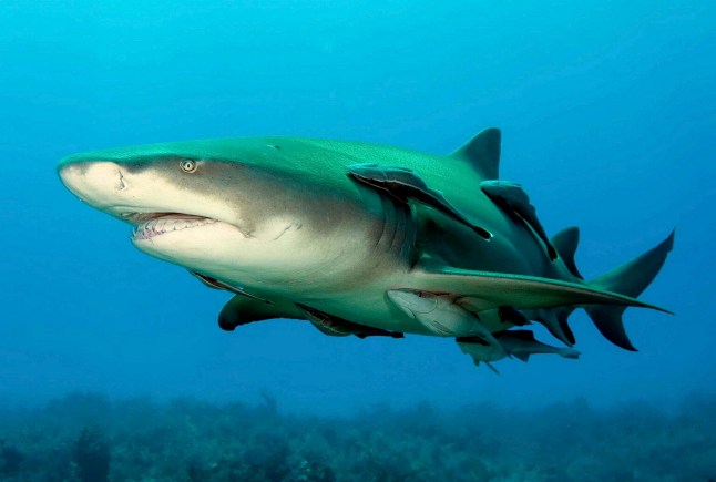 Scientists believe the shape of this lemon shark more closely resembles the megalodon (Credit: Albert Kok / SWNS))