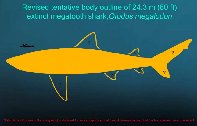 Revised tentative body outline of 24.3 metre - diagram