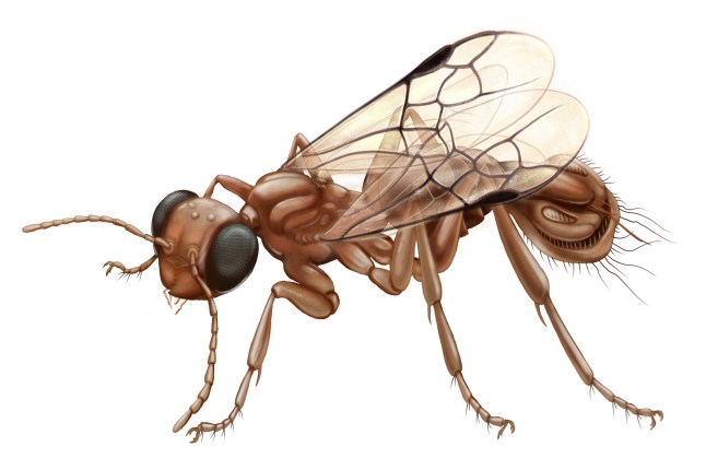 This illustration provided by Xiaoran Zuo in March 2025 depicts an ancient parasitic wasp found in Myanmar that may have seized prey with its Venus flytrap-like back end. (Xiaoran Zuo via AP)