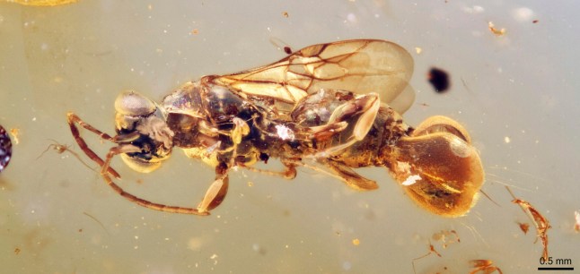 This photo provided by Qiong Wu in March 2025 shows an ancient wasp, preserved in amber from Myanmar, whose back end resembles a Venus flytrap plant