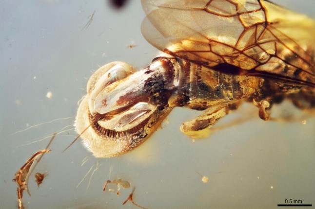 This photo provided by Qiong Wu in March 2025 shows an ancient wasp, preserved in amber from Myanmar, whose back end resembles a Venus flytrap plant. (Qiong Wu via AP)