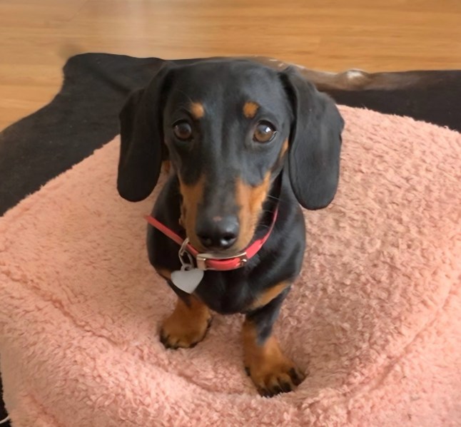 Missing dog Valerie