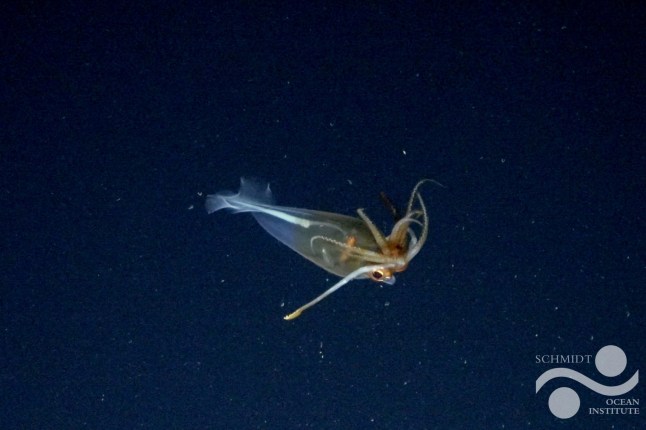 This is the first confirmed footage of the glacial glass squid, Galiteuthis glacialis. It was documented in the Bellingshausen Sea near Antarctica during the Schmidt Ocean Institute?s January expedition, which examined the seafloor after an iceberg the size of Chicago calved from the George VI ice shelf. In the footage, taken at 687 meters (2254 feet), the transparent G. glacialis positions its arms loosely above its head, similar to the cockatoo pose commonly observed in other glass squids. G. glacialis is a glass squid species that, before now, had never been seen alive in its natural environment.