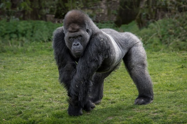 Who would win in a fight between 100 men and one gorilla?