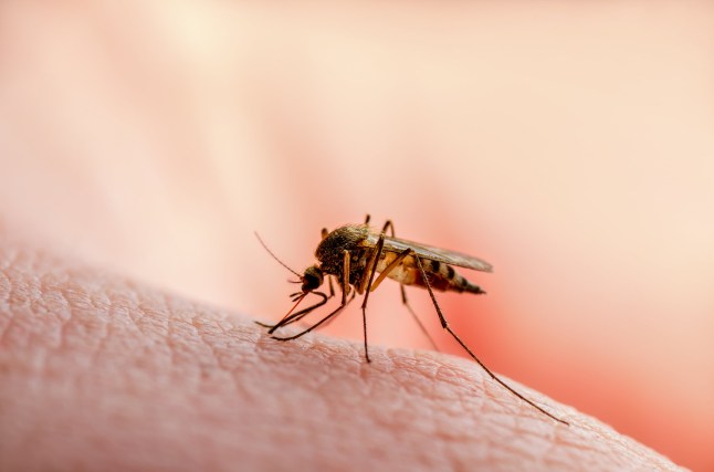 Mosquito on human skin