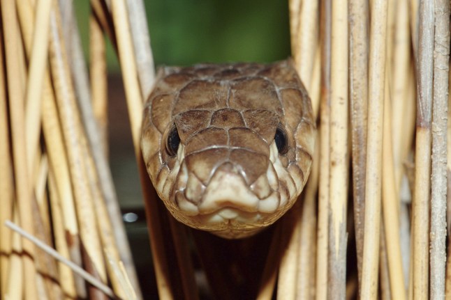 This snake is in captivity