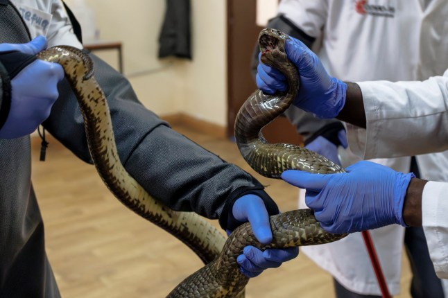 Head herpetologist, Geofrey Maranga (R), is assisted to control an Egyptian Cobra during extraction of venom from various snake species to be used in research for the local production of antivenom at the Kenya Snakebite Research and Intervention Centre within the Institute of Primate Research (KIPRE) in Nairobi on March 7, 2025. The World Health Organization (WHO) categorized snakebite envenomation into the Category A of the Neglected Tropical Diseases due to high morbidity and mortality. Africa is amongst other regions that have low to non-availability of antivenom therapies. The Kenya Snakebite Research and Intervention Centre within the Institute of Primate Research (KIPRE) is in a race to research and develop antivenom locally, a first for Kenya and Eastern Africa, that have been over-reliant on imported antivenom from mainly Mexico and India despite wide-spread inefficacy as treatments in one region often do not effectively treat snake bites in another region. (Photo by Tony KARUMBA / AFP) (Photo by TONY KARUMBA/AFP via Getty Images)