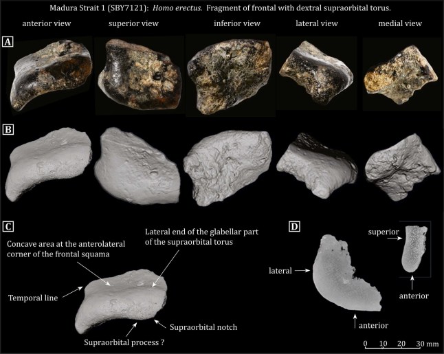 A map showing fragments of a Human erectus skull.
