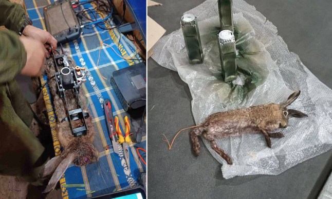 Dead rabbits being stuffed with explosives
