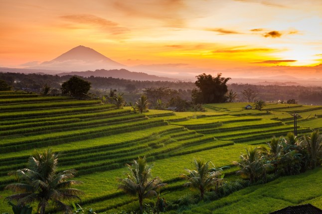 Jatiluwih Rice Terraces, Bali, Indonesia Jatiluwih is one the famous locations in Bali for viewing the rice terraces. To the north of Jatiluwih is Mount Batukaru which surrounds the three lakes of Danau Tamblingan, Buyan and Bratan and are only accessible via the highland town of Bedugul a relatively short drive away.