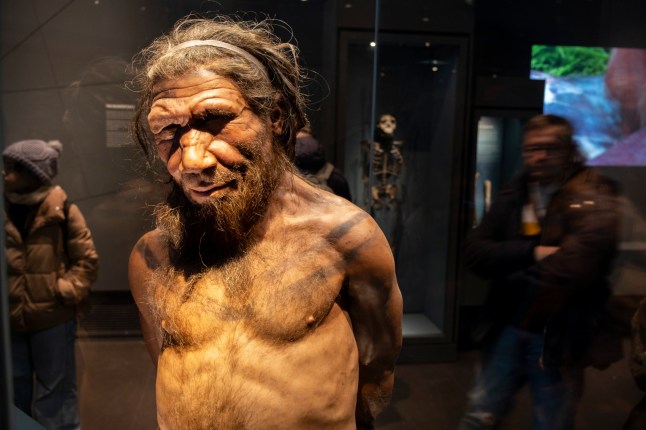 Neanderthal man at the human evolution exhibit at the Natural History Museum on 19th January 2024 in London, United Kingdom. The museum exhibits a vast range of specimens from various segments of natural history. The museum is home to life and earth science specimens comprising some 80 million items within five main collections: botany, entomology, mineralogy, paleontology and zoology. The museum is a centre of research specialising in taxonomy, identification and conservation. (photo by Mike Kemp/In Pictures via Getty Images)