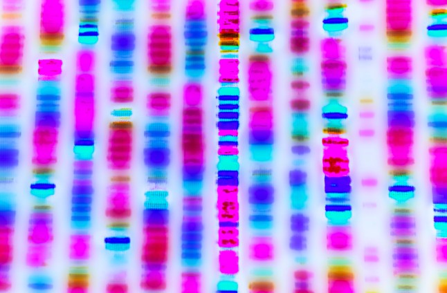 Graphic representation of the DNA sequence