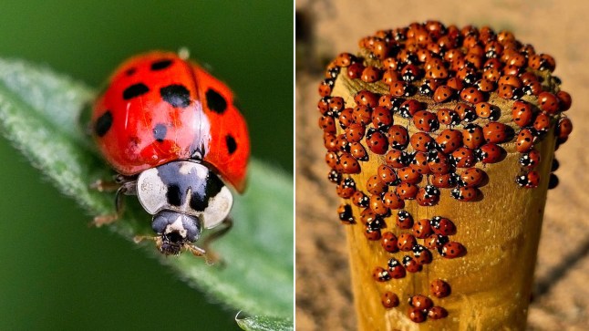 Left: ladybird on a leaf Right: Swarm of ladybirds on a bollard