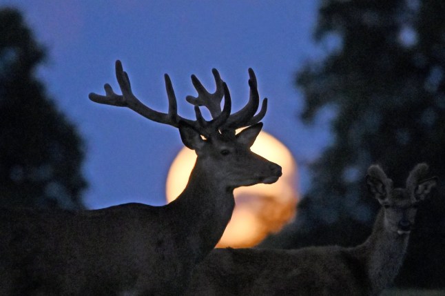A full moon known as the "Buck Moon" is seen as a deer grazes outside the village of Taarbaek, some 15 km north of Copenhagen, on July 14, 2022