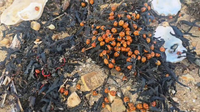 Swarms of ladybirds at Point Clear in Essex. A swarm of ladybirds has descended on a small village in the south of England. Footage shows thousands of the little red beetles - known as Coccinellidae - on a beach in Point Clear, a small village near St Osyth in Essex. Photo released 09/07/2025