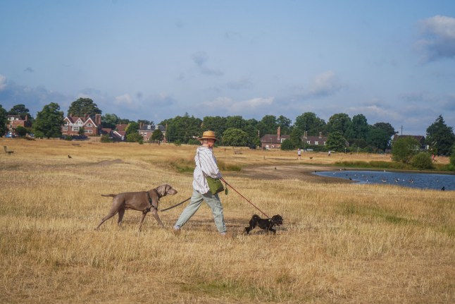 Mandatory Credit: Photo by Amer Ghazzal/Shutterstock (15398190b) A woman walking her dogs in the bright morning sunshine on Wimbledon Common, southwest London . The third heatwave is expected to end and temperatures to drop in the next coming days Seasonal Weather, Wimbledon, London, United Kingdom - 14 Jul 2025