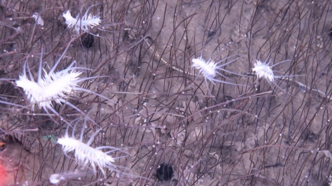 The bizarre sea creatures found at the deepest depths of the ocean Fig. 2: Representative fauna of cold-seep sites in the Kuril?Kamchatka Trench and western Aleutian Trench. From: Flourishing chemosynthetic life at the greatest depths of hadal trenches