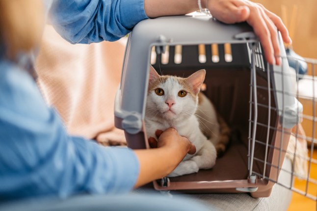 Young Woman Petting Her Cat Who Is In A Pet Carrier At Home