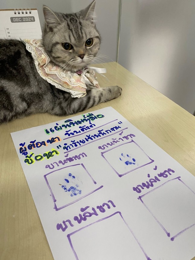 Nub Tang sat on a desk, with her written warning and paw prints laid out underneath her.