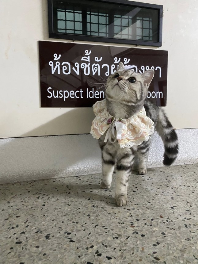 Nub Tang wearing her pink harness, standing in front of a black sign with some Thai writing on it and an English translation that is partly obscured by her. It appears to read 'suspect identity room'.
