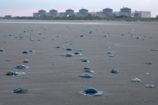 Yellyfish lying on the shore near the Gravelines nuclear power plant in Gravelines, northern France on August 12, 2025. Four units at the Gravelines nuclear power plant (Nord) were shut down on August 11, 2025 due to the "massive and unforeseeable presence of jellyfish" in the pumping stations for the water used to cool the reactors, EDF announced. These automatic shutdowns of units 2, 3, 4, and 5 "had no impact on the safety of the facilities, the safety of personnel, or the environment," EDF assured on its website. The plant is thus temporarily completely shut down, as its two other production units, 1 and 5, are currently undergoing maintenance. (Photo by Sameer AL-DOUMY / AFP) (Photo by SAMEER AL-DOUMY/AFP via Getty Images)