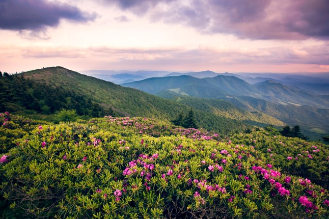 Rhododendrons bloom along the Appalachian Trail along the Roan Highlands on the border of Tennessee/North Carolina