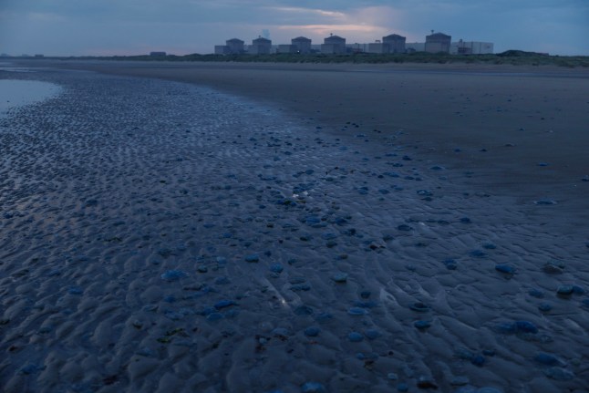 GRAVELINES, FRANCE - AUGUST 12: Jellyfish washed up on the beach in front of the Gravelines nuclear power station, operated by Electricite de France SA (EDF) on August 12, 2025 in Gravelines, France. It has been reported that EDF has been forced to shut down the nuclear power plant at Gravelines in France due to a swarm of jellyfish entering the water intake system that cools the reactors. ( (Photo by Dan Kitwood/Getty Images)