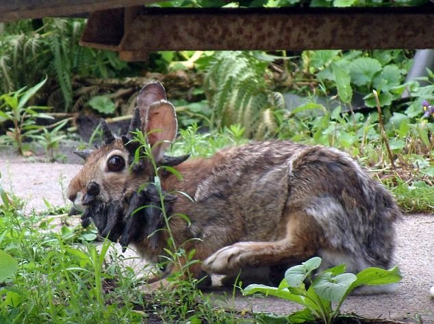 A video of a rabbit with a rare disease that causes gruesome-looking growths to protrude from its head has attracted over 200,000 views online in less than a week. Dubbed ?Frankenstein', the animal was first seen by the Boettcher family in Mankato, Minnesota, early last month, hopping around in their backyard. The rabbit is infected by the cottontail papilloma virus (CRPV), also known as Shope papilloma virus, which causes tumours to grow on or near the animal's head.
