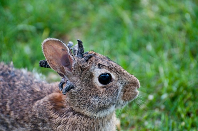 Vadnais Heights, Minnesota, Eastern Cottontail rabbit, Sylvilagus floridanus, Rabbit with the papilloma virus (CRPV), or Shope papilloma virus, which is a type I virus under the Baltimore scheme, possessing a non segmented dsDNA genome. It infects rabbits, causing keratinous carcinomas, typically on or near the animal??s head. (Photo by: Education Images/Universal Images Group via Getty Images)