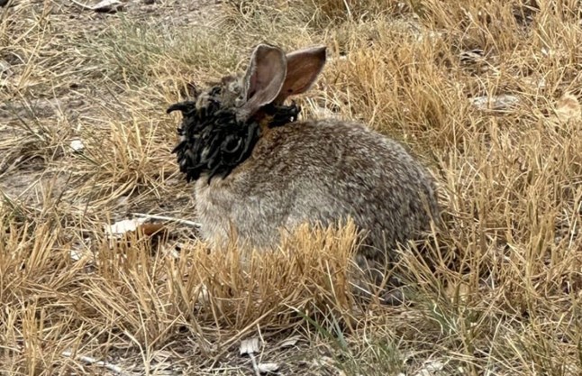 FORT COLLINS, Colo. ? Some rabbits spotted in Fort Collins are showing alarming growths described as black, tentacle-like protrusions coming from their heads.Colorado Parks and Wildlife (CPW) confirms the cause is a virus. The condition is not dangerous to humans or pets, CPW said, but they urge people to avoid approaching or touching the animals.