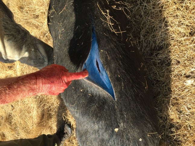Wild pig turns blue