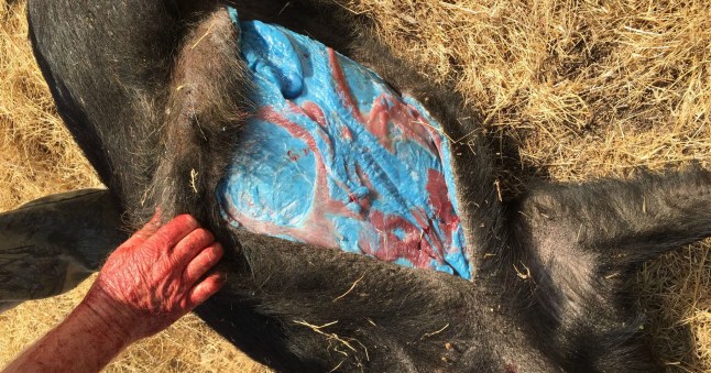 Wild pig turns blue