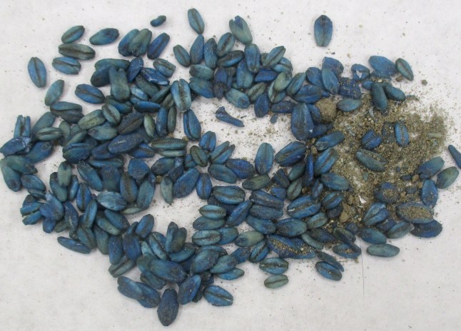 Wild pigs are turning neon blue in California The anticoagulant rodenticide diphacinone in the stomach and liver contents of one of the wild pigs that was recovered with blue tissues. rodenticide bait ingestion