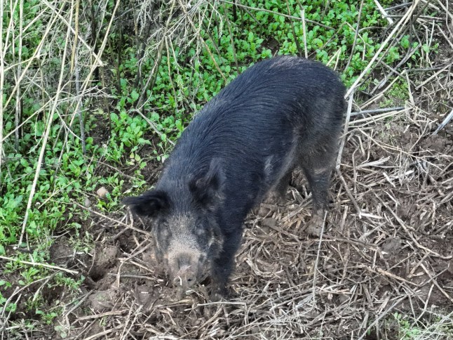 A feral California Hog in it's wallow.
