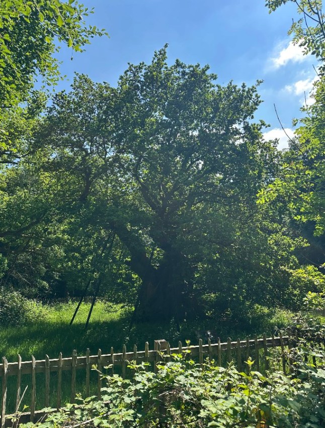 The Druids Oak is 800 years old - can it help save tomorrow's forests? The Druids Oak is the oldest living tree in this woodland in Buckinghamshire