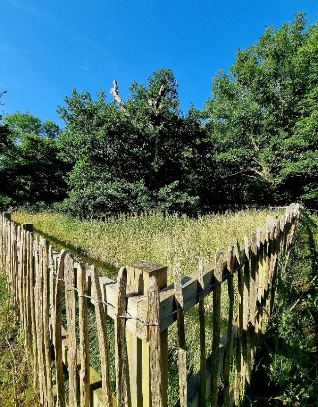 The Druids Oak is 800 years old - can it help save tomorrow's forests? The Druids Oak is the oldest living tree in this woodland in Buckinghamshire