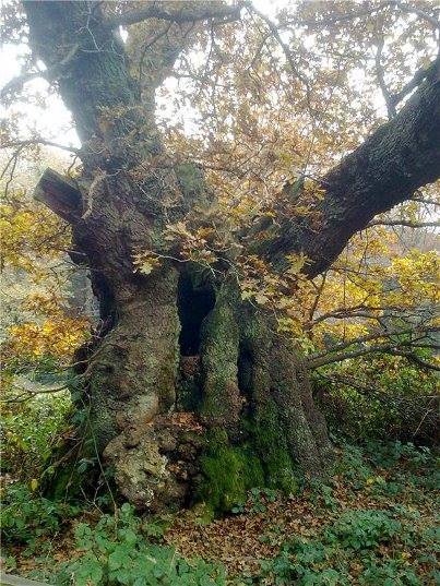 The Druids Oak is 800 years old - can it help save tomorrow's forests? The Druids Oak is the oldest living tree in this woodland in Buckinghamshire