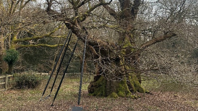 The Druids Oak is 800 years old - can it help save tomorrow's forests?The Druids Oak is the oldest living tree in this woodland in Buckinghamshire